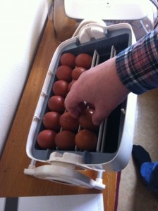 Maskinen är redo att kläcka fram kycklingar. Här är det maranägg som jag placerar i kläckaren.