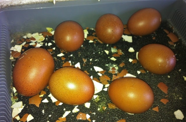 Efter tjugotre dagar ligger sju ägg kvar i kläckaren. Av dessa var fem betydligt mindre än de övriga.