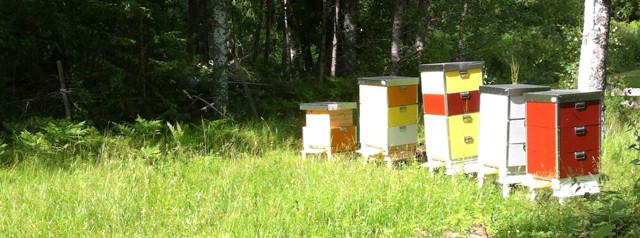 Mina bin verkar inte trivas. Eller så trivs de så bra att förökning är deras främsta prioritet.