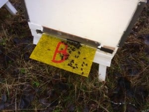 De vakna bina i B-kupan har städat ut sina vinterdöda kamrater och lämnat dem på flustret.