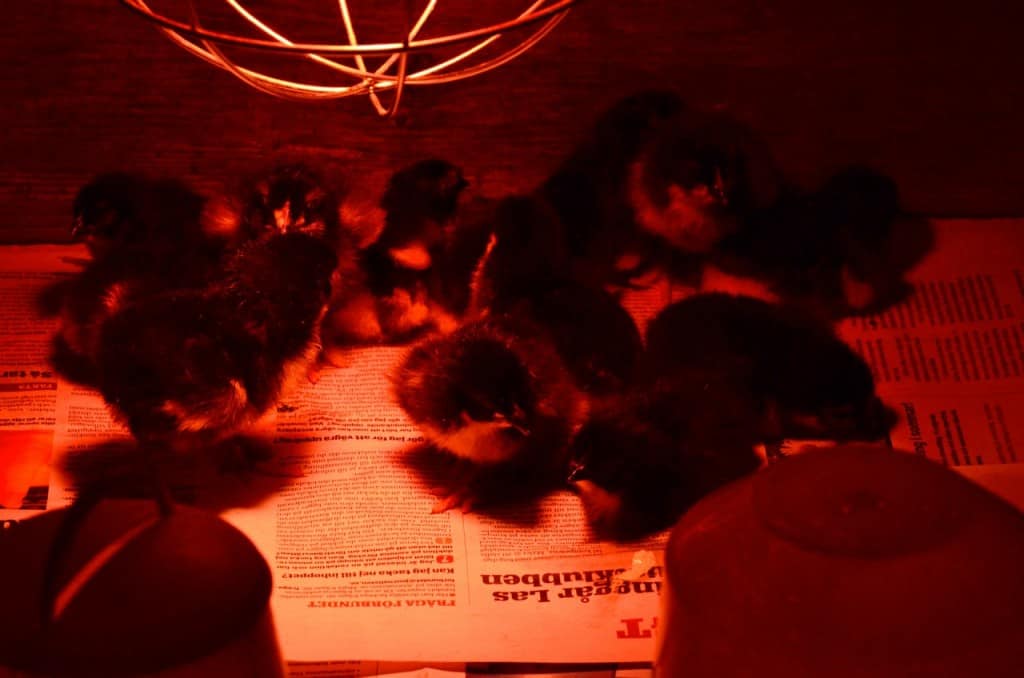 När tröttheten tar över vill kycklingarna gärna lägga sig i en hög under värmelampan.