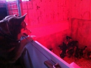 Kycklingarna är tre veckor och har fått flytta ut till lagården. Hunden håller noggrann koll på dem.