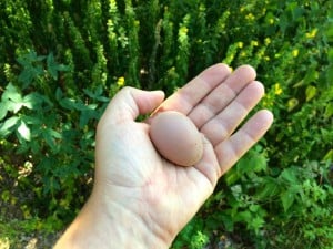Hönsens första ägg brukar vara väldigt små innan de kommer igång med produktionen.