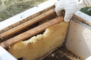 Mössen hade satt i sig både vax och honung, samt en hel del bin verkar det som.