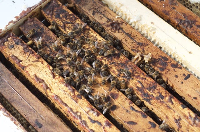 De bin som överlevt med sina obehagliga hyresgäster höll till på halva övre lådan. Förhoppningsvis kommer de att få fart på samhället.
