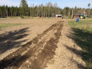 Tretti meter rakt fram med traktor och potatiskupare. Steg ett för att plantera aronia.