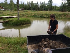  I Anders damm kommer 200 kräftor att flytta in i augusti. Vi har kastat stenarna på tre platser i dammen för att ge dem boplatser.