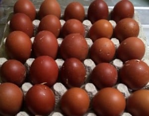 Om man låter äggen vila ett dygn innan man lägger dem i kläckaren så får äggsnoddarna en chans att räta till sig.