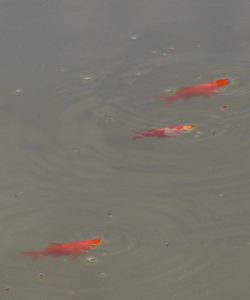 Lite mat i vattnet, så kommer de simmande. De gör de i och för sig ändå eftersom de hela tiden patrullerar runt i dammen.