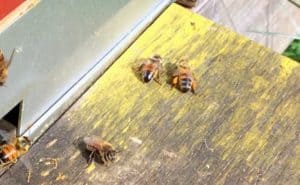Pollen från olika växter har olika färg – det här biet med orange pollen har ganska säkert hämtat det från maskrosorna. Gult polen är svårare eftersom det kan komma från många olika växter.