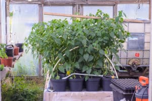 De plantor som vuxit i växthuset är betydligt större och huvuddelen av årets skörd kommer att vara växthusodlad. Men det ska bli spännande att se om det blir någon skillnad i smak.