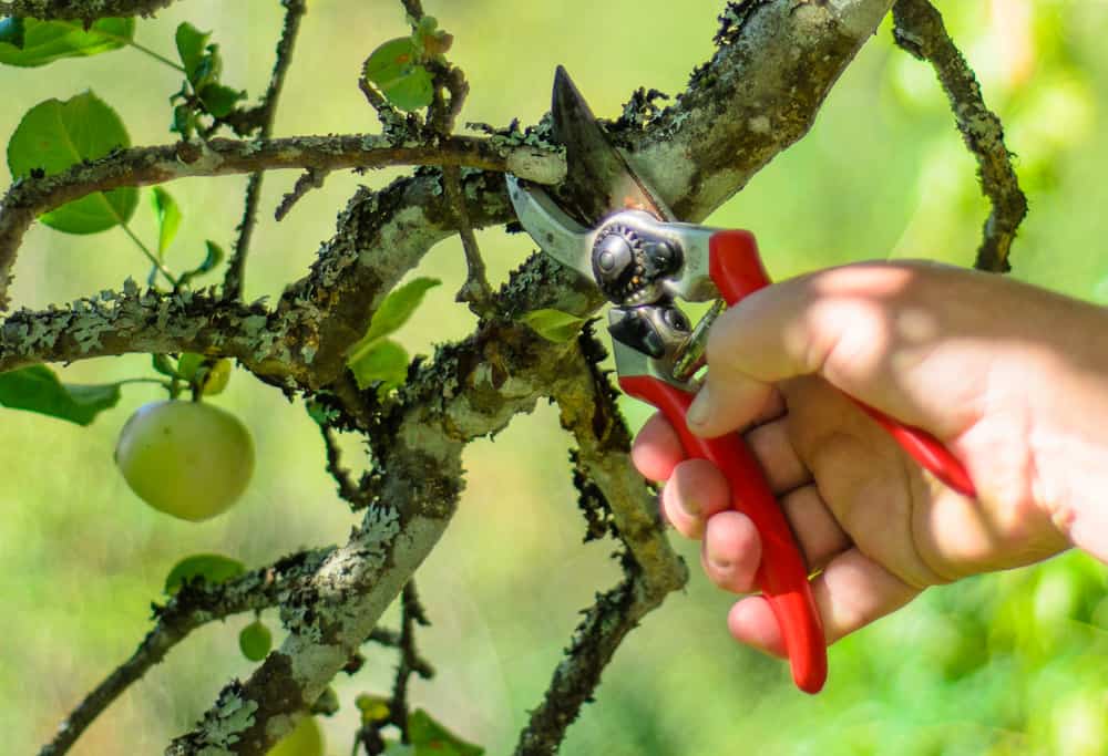 Beskärning av fruktträd är viktig både för fruktsättning och för att hindra sjukdomar. Tvätta gärna redskapen när du beskär för att inte sprida fruktträdskräfta – men ännu viktigare är att beskära i torr väderlek.
