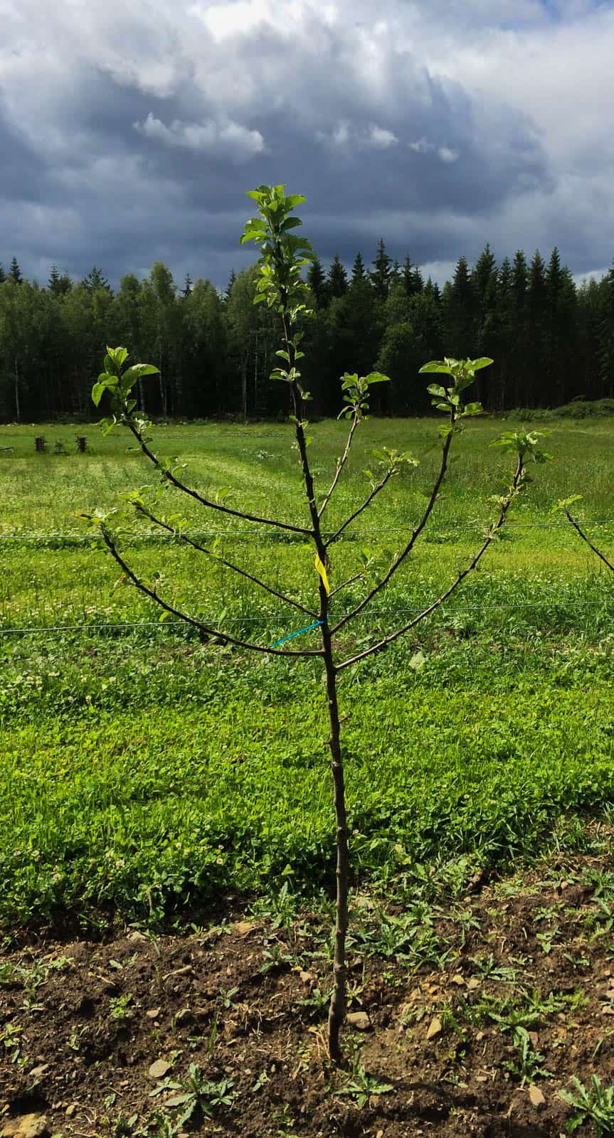 Planteringsbeskära fruktträd – en föråldrad idé