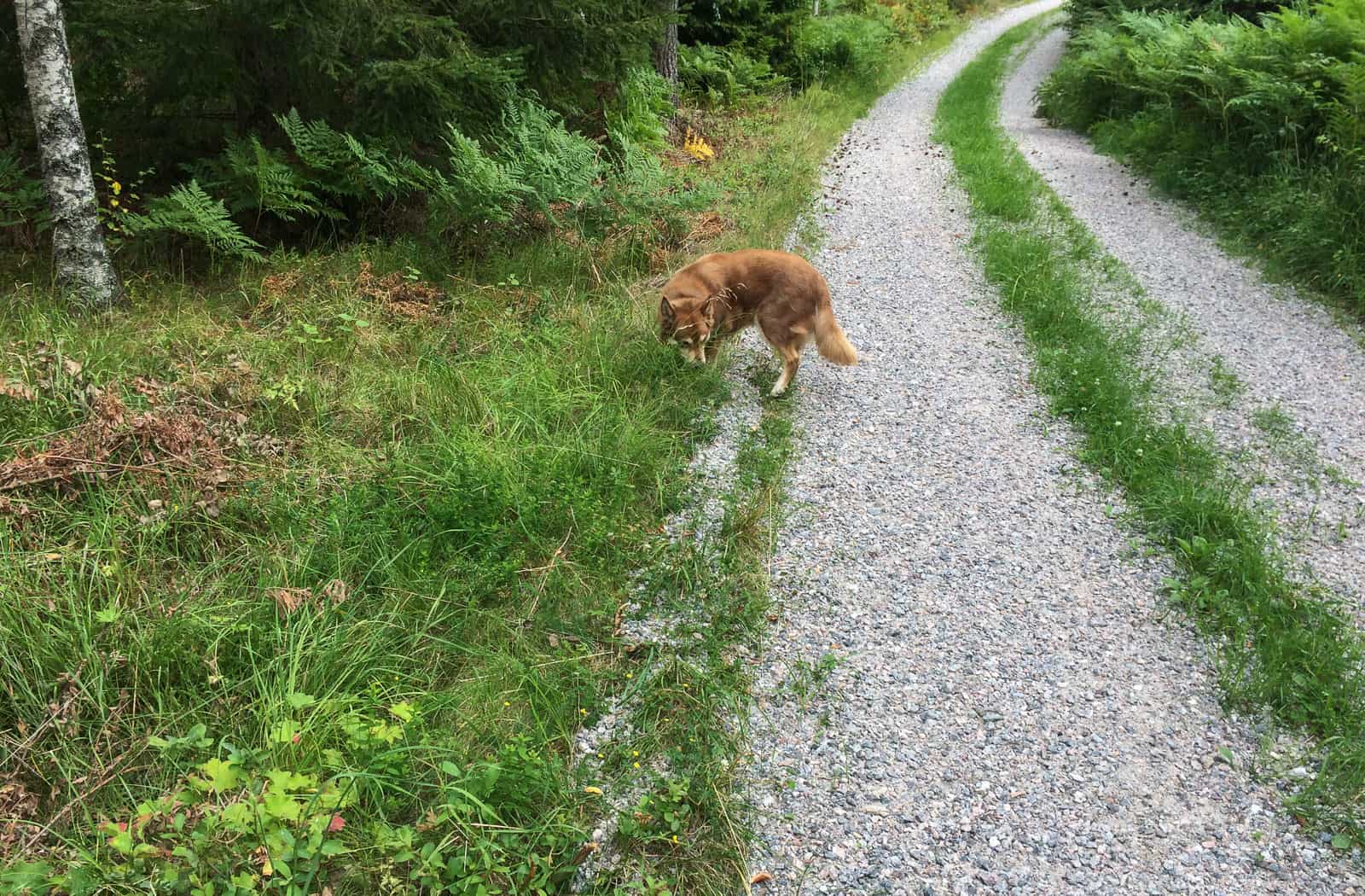 Morgon promenaden blev inte lång. Puman stannade och betade så jag fick gå själv. Hon brydde sig inte ens om att springa fram och skälla på grannarna – något som annars blivit en tradition.