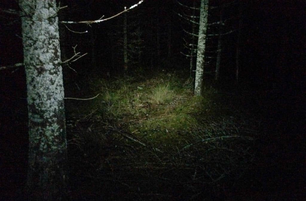 Går man genom skogen på natten är det bra med en pannlampa. Jag har testat både dyra och billiga och de dyra har bättre ljus – men sämre livslängd.