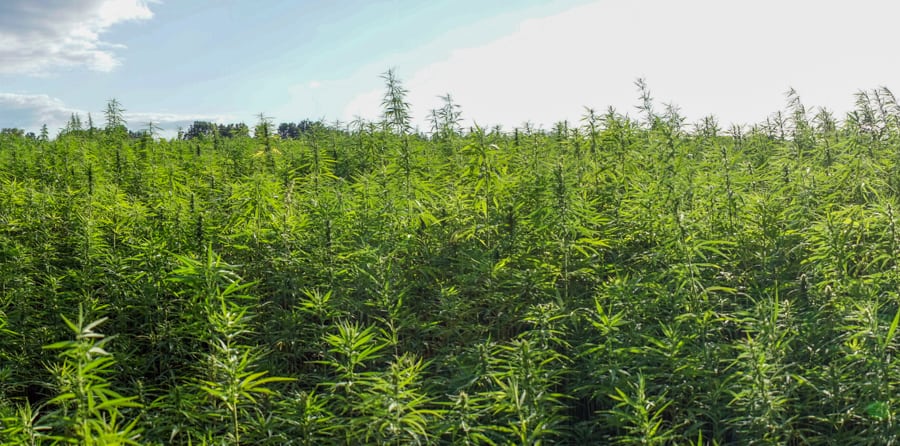 Ett fält med hampa – och det är lagligt att odla cannabis om två villkor är uppfyllda.