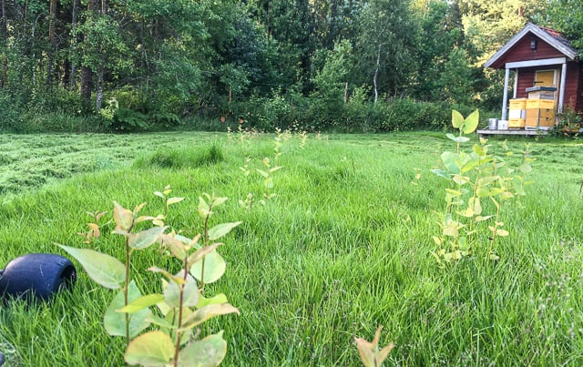 En bortglömd gräsmatta är lovligt byte för naturen. Förutom högt gräs så kan det dyka upp sly redan efter några veckor. Vänta några år och du har fått en skog istället.